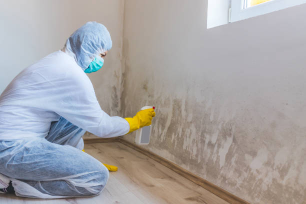 Licensed Mold Removal service in Mahaffey, PA - WQB Mold Removal