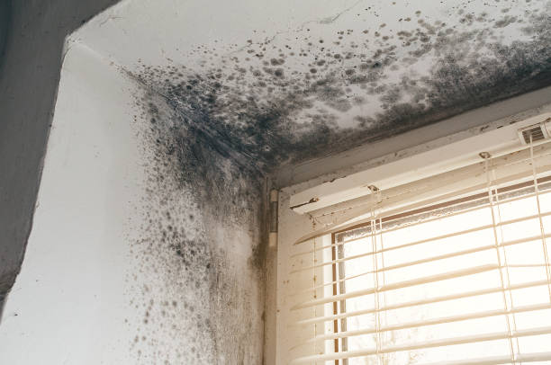 Affordable Mold Removal solutions in Mahaffey, PA