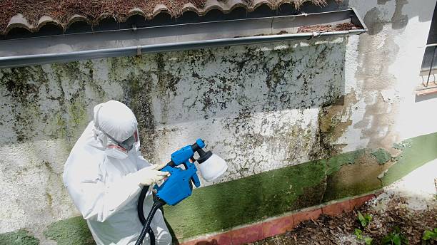 Top rated local Mold Removal specialists in Mahaffey, PA